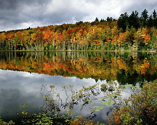 a view of lake and forest under cloudy sky