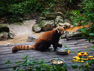 red panda, Fire panda, Zoo, Food HD wallpaper