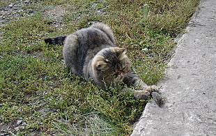 brown cat catching black mouse on grass