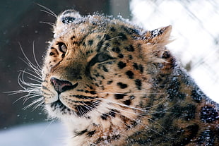 Jaguar covered with snow