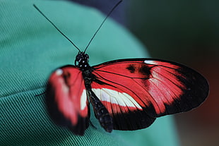 red and black butterfly HD wallpaper