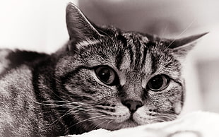 grayscale photo of Tabby cat