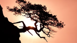 silhouette tree HD wallpaper