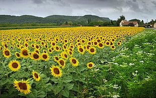 Sunflower field during daytime HD wallpaper