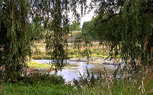 lake and green grass HD wallpaper