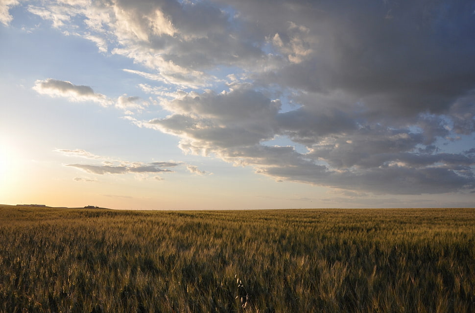 white clouds above green pastures HD wallpaper