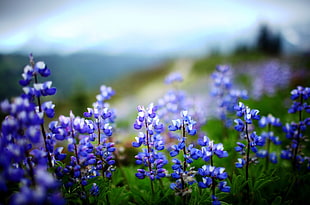 selective focus of purple petaled flower during daytime HD wallpaper