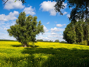 green trees on green field during daytime HD wallpaper