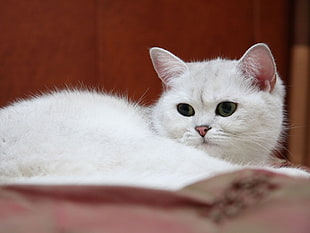 white short-furred cat laying on textie