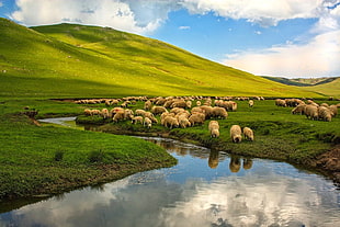 herd of sheeps, nature, landscape, Turkey, Ordu