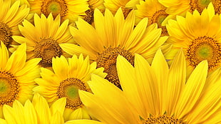 yellow Sunflower plant HD wallpaper