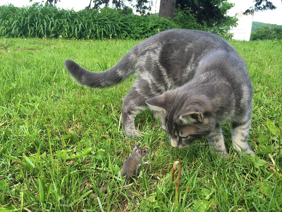 gray bullseye cat, cat, mice, animals HD wallpaper