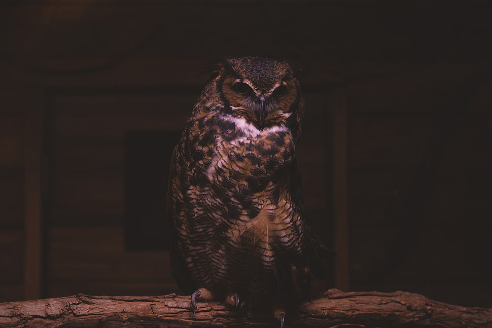 brown,white, and black owl HD wallpaper
