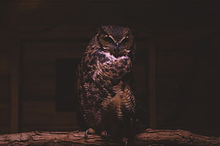 brown,white, and black owl