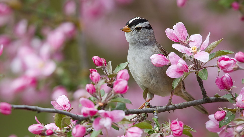 close-up photo of gray bird on pink petaled flowers HD wallpaper