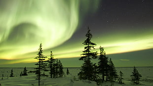 pine trees and northern lights, aurorae, forest, landscape, nature