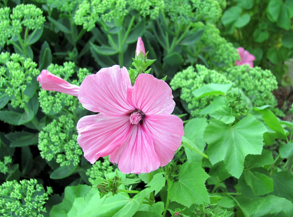 pink hibiscus flower with leaves HD wallpaper