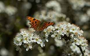 photo of brown and black butterfly on white petaled flowers