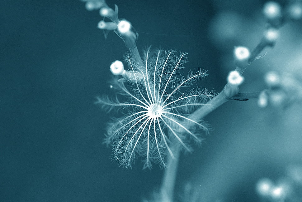 white petaled flowet HD wallpaper