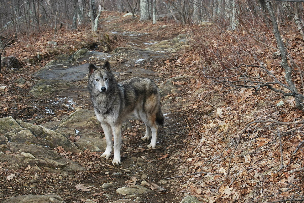 gray wolf, dog HD wallpaper