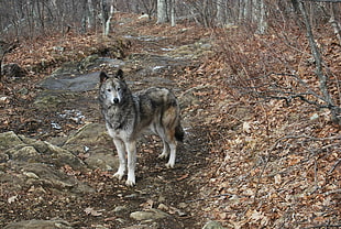 gray wolf, dog