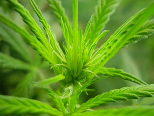 shallow focus photography of green grass