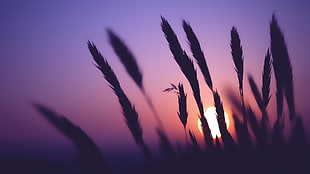 silhouette photo of grass on sunset