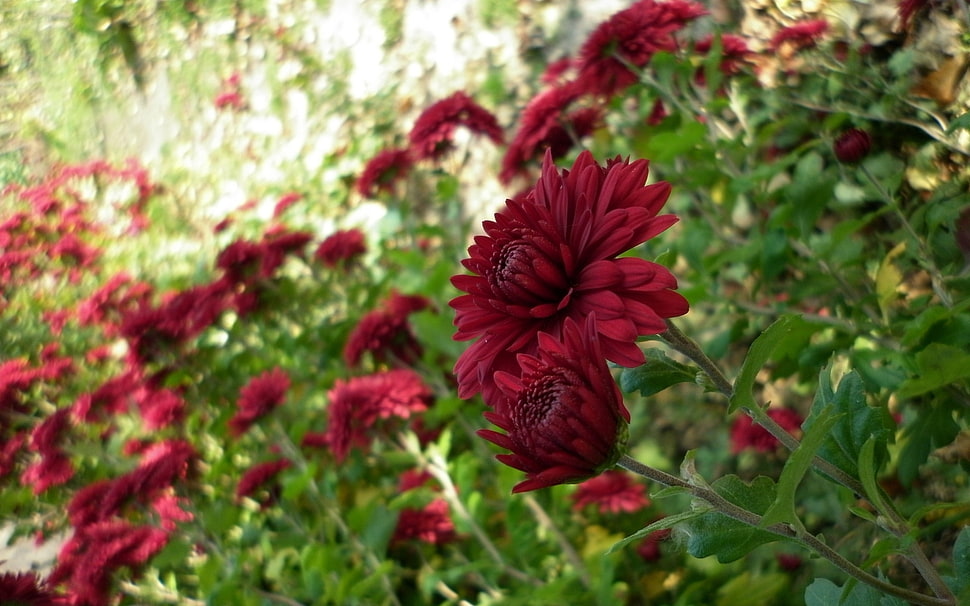 red flowers in tilt shift lens photography during daytime HD wallpaper
