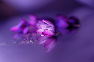 pink and purple broad petaled flower, flowers, purple flowers HD wallpaper