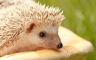 close-up photo of hedgehog HD wallpaper