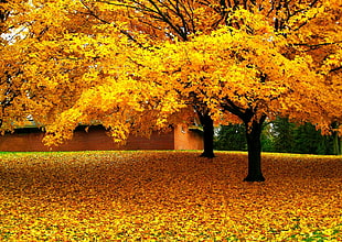 yellow leafed tree, nature, landscape, trees, leaves HD wallpaper