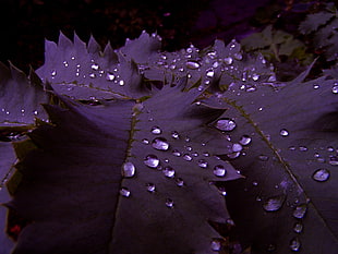 photo of leaf at nighttime HD wallpaper
