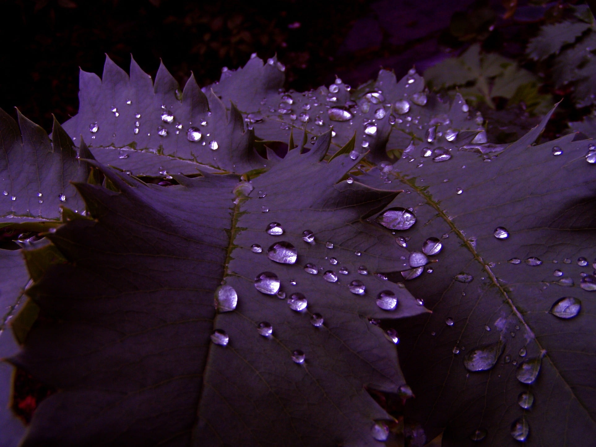 Пурпур листья