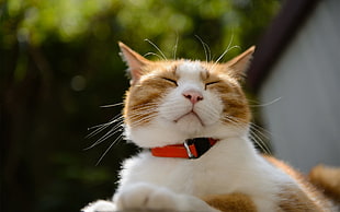 orange Tabby cat with red collar