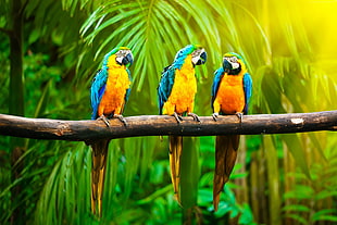 three blue-and-yellow parrots on tree branch