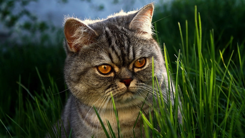 gray cat hiding in a grass HD wallpaper