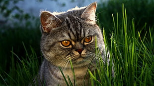 gray cat hiding in a grass