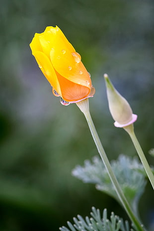 dew on yellow petaled flower