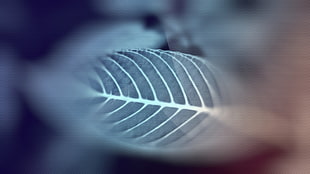closeup photo of green leaf