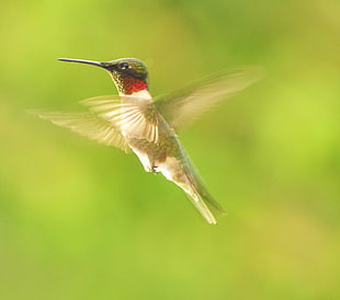 brown-and-white hummingbird HD wallpaper