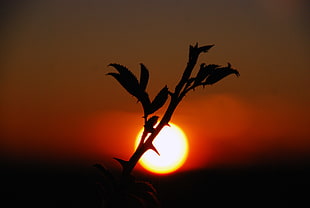 silhouette view of plant branch HD wallpaper