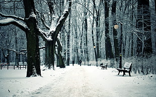 winter trees with bench photo HD wallpaper