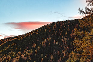 green pine trees, Trees, Sky, Autumn HD wallpaper