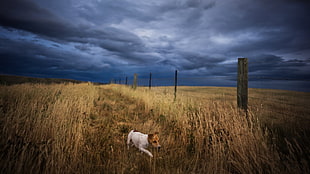 adult white and brown Jack Russel terrier, landscape, dog, fence, sky
