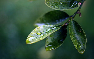 selective focus photography of water dew pm green leaf plant