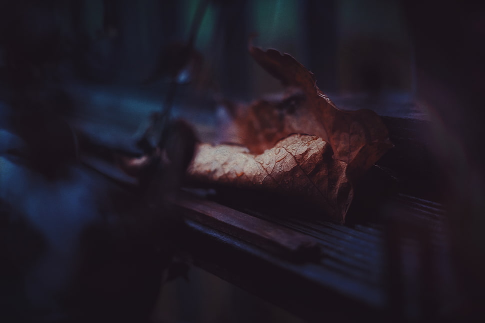 Leaf,  Dry,  Drops,  Close-up HD wallpaper