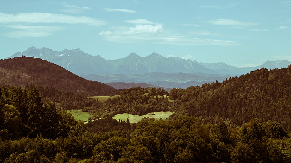 green pine trees, mountains HD wallpaper