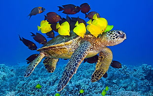 gray turtle, animals, wildlife, nature, sea HD wallpaper