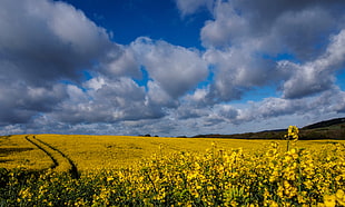 yellow flower field with blue cloudy sky