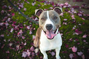 adult gray and white America pit bull terrier